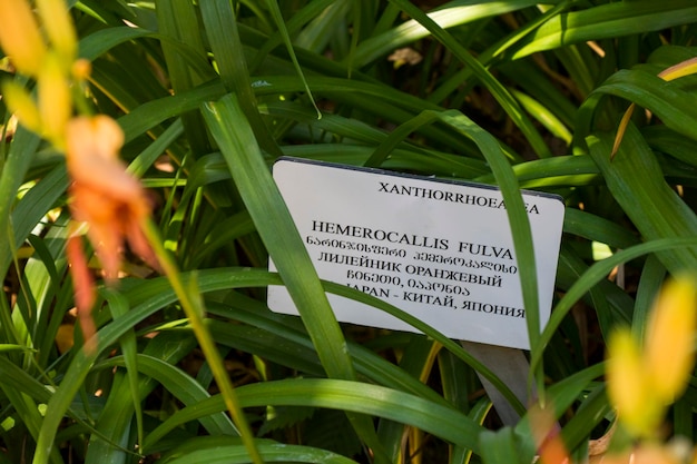 Hemerocallis Fulva Xanthorrhoeaea Zbliżenie Kwiatów