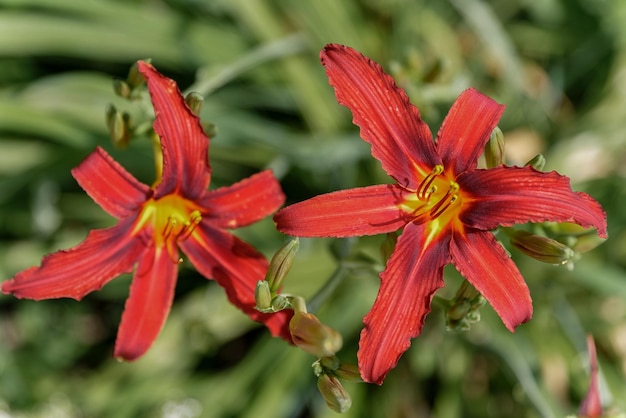 Hemerocallis rosso piękny czerwony kwiat w ogrodzie