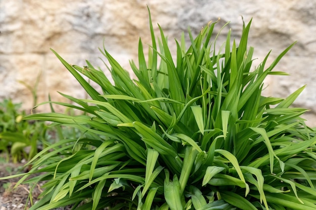 Zdjęcie hemerocallis stella de oro i happy hooligan makro zielony pączek w ogrodzie