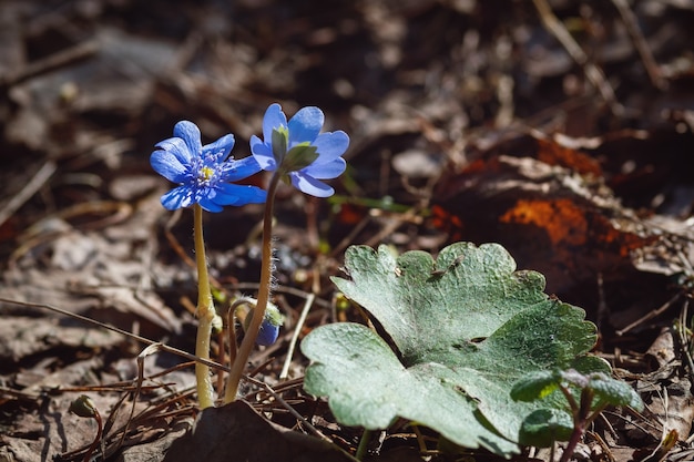 Hepatica Nobilis Anemone Hepatica Niebieskie Kwiaty W Wiosennym Lesie