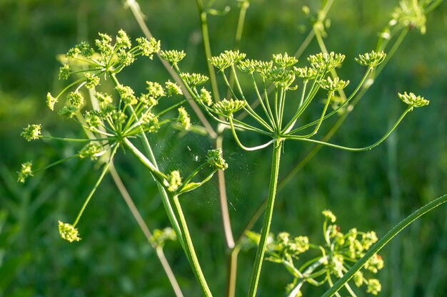 Heracleum sosnowskyi Sosnowsky barszcz olbrzymie głowy krowy nasiona pasternaku trująca rodzina roślin Apiaceae na łące na tle trawy z Graphosoma lineatum