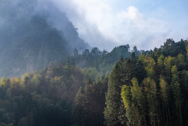 Herbaciana góra i las w porannej mgle