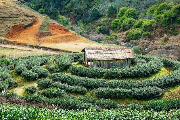 Herbaciana plantacja przy Doi Ang Khang, Chiang Mai, Tajlandia