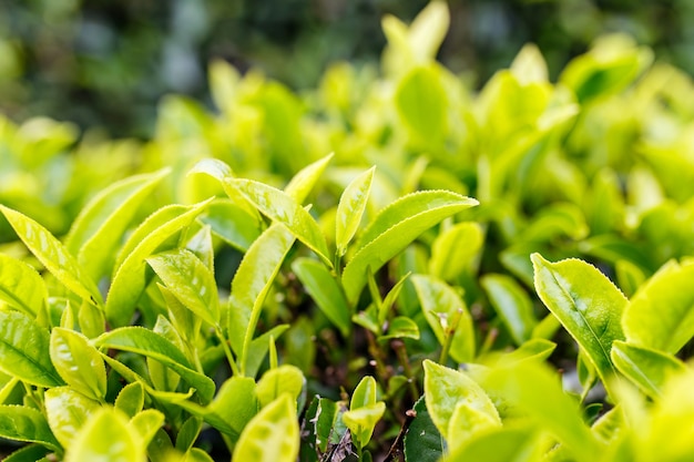 Herbacianego Liścia Plantaci Tło Po Deszczu