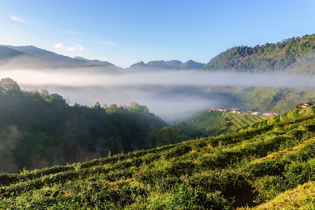 Herbacianej plantaci pięknego krajobrazu sławna atrakcja turystyczna przy Doi przy Doi Ang Khang