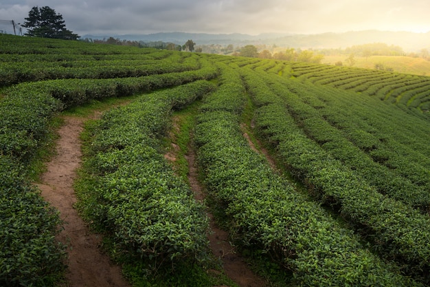 Herbacianej plantaci tło, Herbaciane plantacje przy słonecznym dniem.