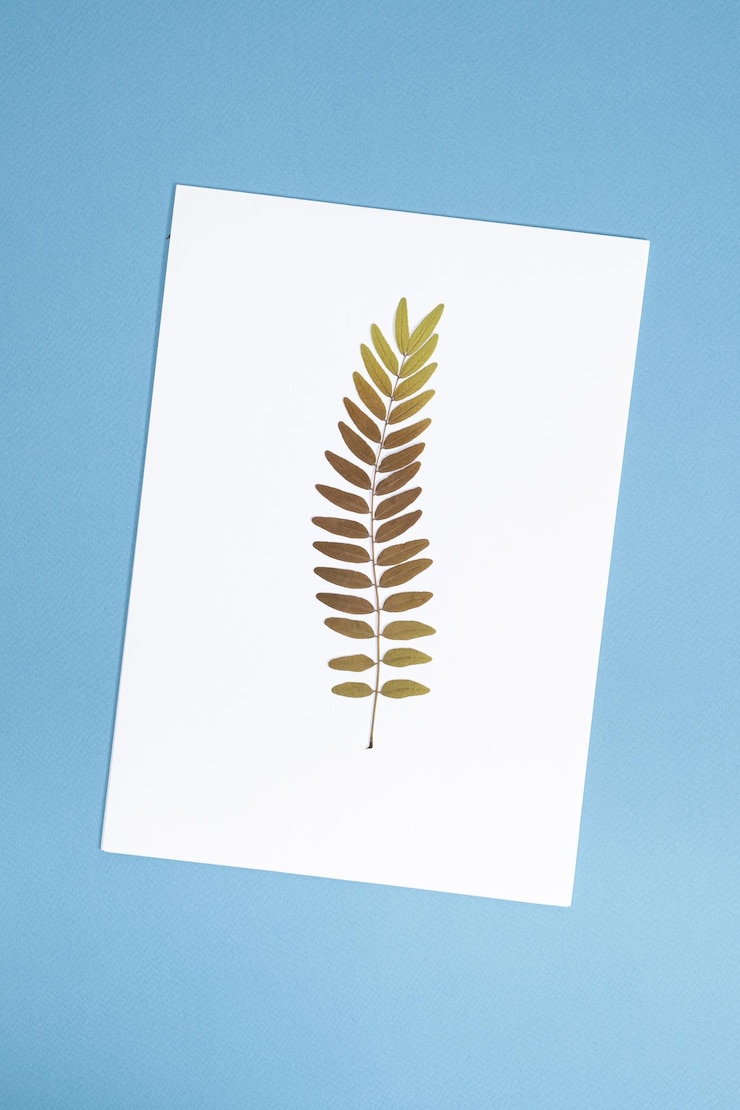 Zdjęcie herbarium suchych gałęzi szarańczy miodowych gleditsia