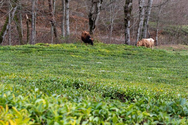 Herbata camellia sinensis górne liście na krzakach liście zielonej herbaty na gałązce