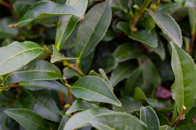 Herbata Camellia sinensis górnych liści na krzakach. Liście zielonej herbaty na gałęzi.