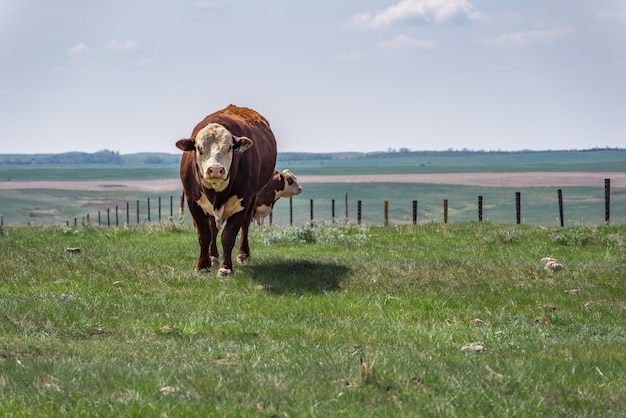 Hereford byki stojące i pasące się na pastwisku prerii w Saskatchewan, Kanada