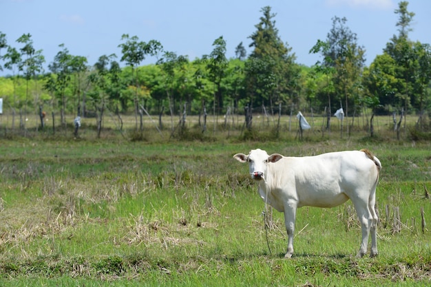 Hereford krąży w naturze