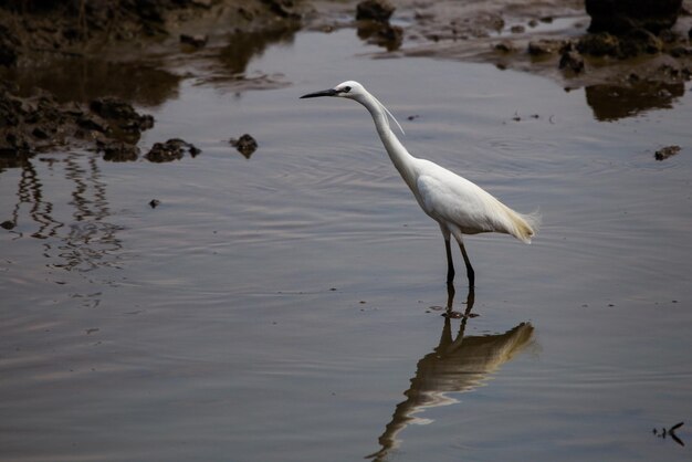 Zdjęcie heron w jeziorze