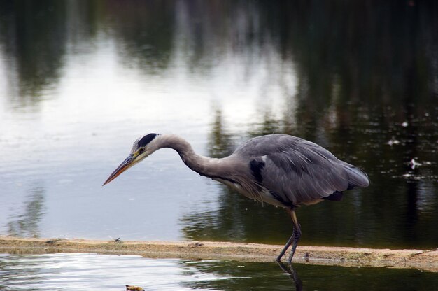 Zdjęcie heron w jeziorze