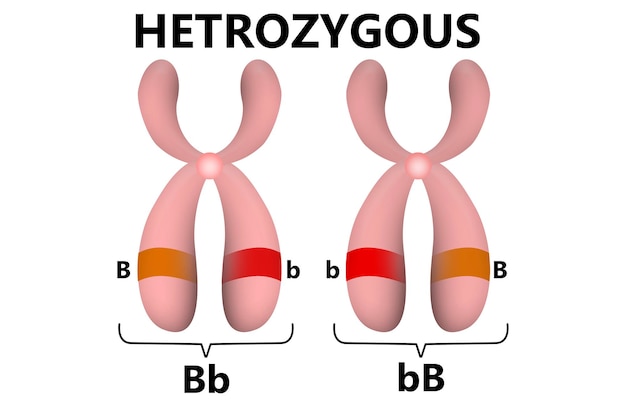 Zdjęcie heterozygotyczny gen rodzicielski w chromosomach