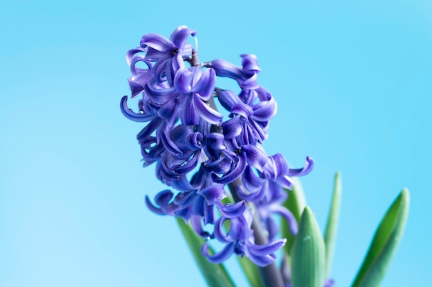 Hiacynt pospolity lub holenderski hiacyntowe kwiaty na miękkim niebieskim tle. Pojęcie powitania wiosny. Minimalna koncepcja. Pocztówka, tło kwiatowe, miejsce kopiowania