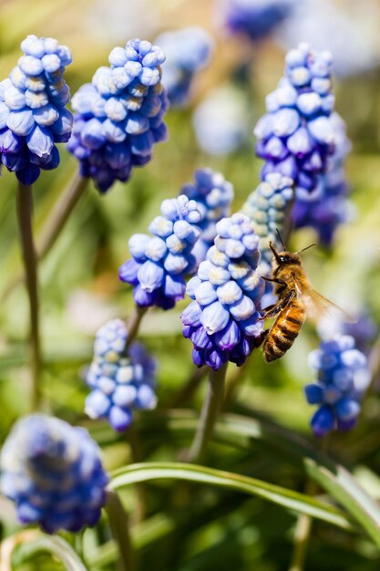 Hiacynt pospolity (Muscari botryoides) w pełnym rozkwicie.