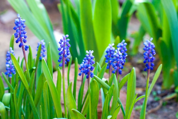 Hiacynt winogronowy (Muscari armeniacum) na wiosnę