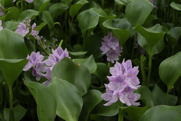 Hiacynt wodny (Eichhornia crassipes)