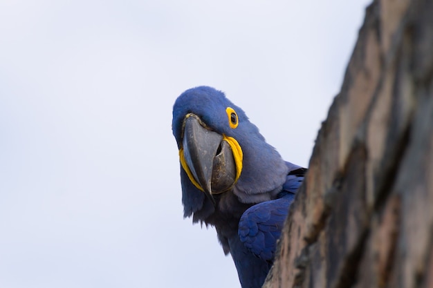 Hiacyntowa Ara Z Bliska Z Pantanal W Brazylii. Brazylijska Przyroda. Największa Papuga Na świecie. Anodorhynchus Hyacinthinus