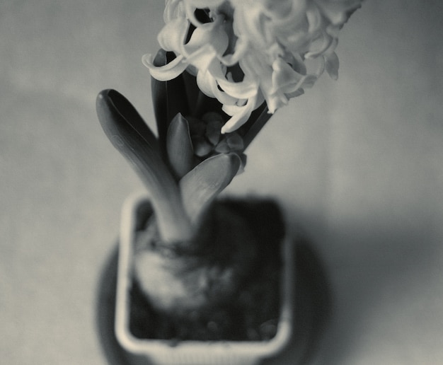 Hiacyntowy kwiat. Efekt starego ziarna. Vintage filtrowany obraz