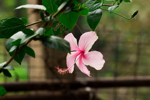 Hibiscus flowerlub Malvaceae Hibiscus rosasinensis znany kwiat buta w pełnym rozkwicie