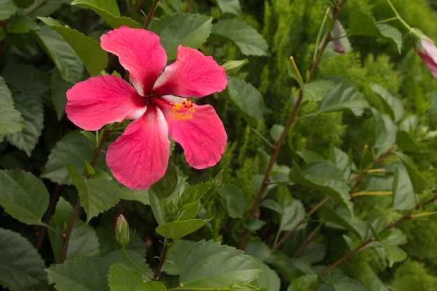 Zdjęcie hibiscus rosa-sinensis