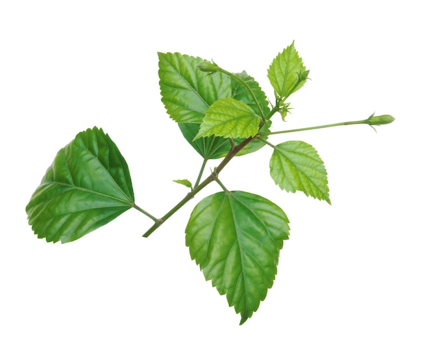 Hibiskus chiński, róża chińska, hibiskus hawajski, malwa różana i sadzarka.