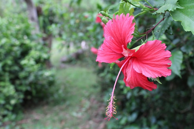 Hibiskus i zielony liść