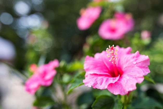 Hibiskus na Okinawie