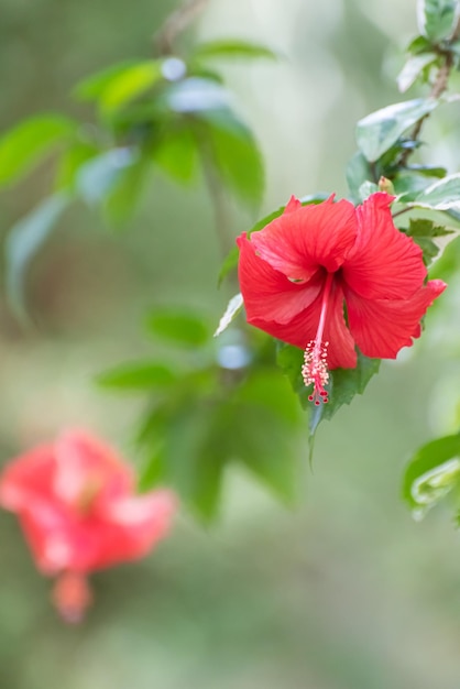 Hibiskus piękny czerwony kwiat hibiskusa w ogrodzie naturalne światło selektywne skupienie