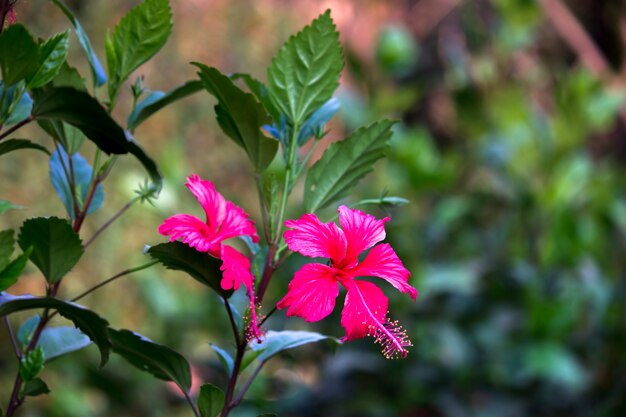 Hibiskus to rodzaj roślin kwiatowych z rodziny malwakowatych Malvaceae