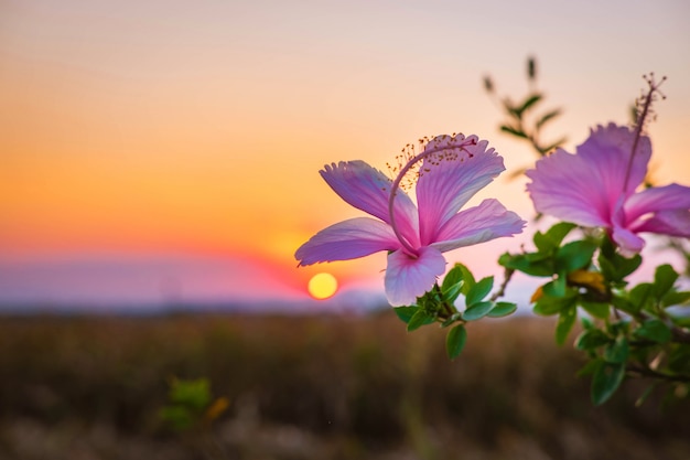 Hibiskus Wieczorem