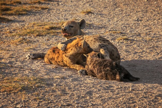 Hiena cętkowana (Crocuta crocuta) karmi swoje młode leżące na ziemi. Park Narodowy Amboseli, Kenia