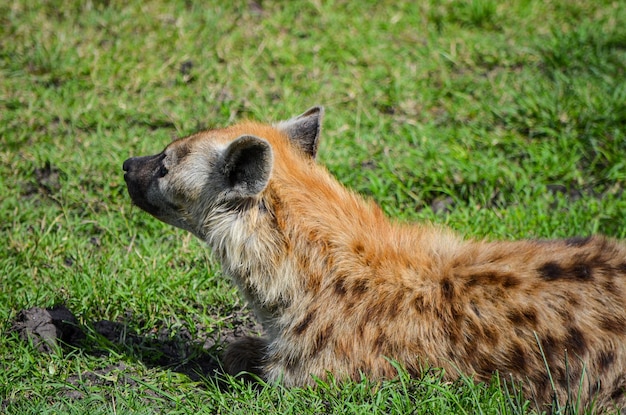 Hiena odpoczywa na sawannie Masai Mara Kenia afryka