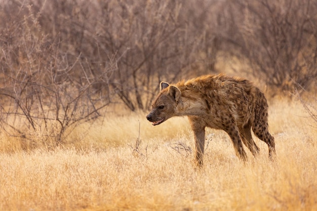 Hiena w Parku Narodowym Etosha Namibia