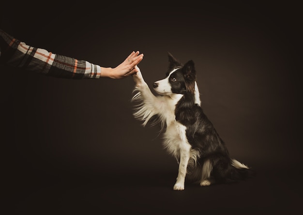 Zdjęcie high five border collie2