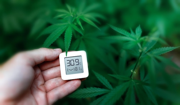 Higrometr, termometr służący do monitorowania wzrostu i rozwoju marihuany leczniczej. Ręka trzyma elektroniczne urządzenie do pomiaru wilgotności i temperatury na plantacji konopi