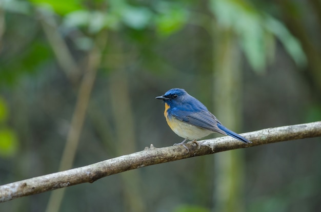 Hill Blue Flycatcher na gałęzi