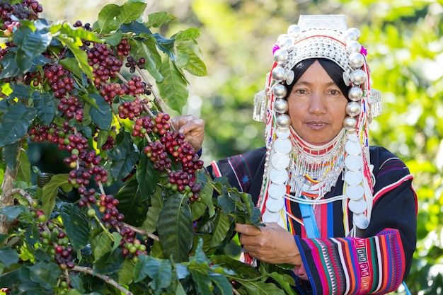 Zdjęcie hilltribes zbiera świeże ziarna kawy w ogrodzie