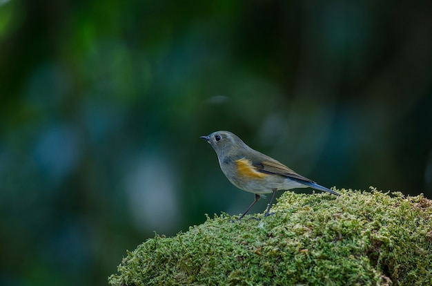 Himalayan Bluetail (Tarsiger rufilatus) Kobieta w naturze Tajlandii