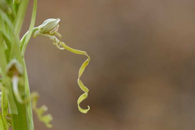 Himantoglossum hircinum popularnie zwana orchideą jaszczurek