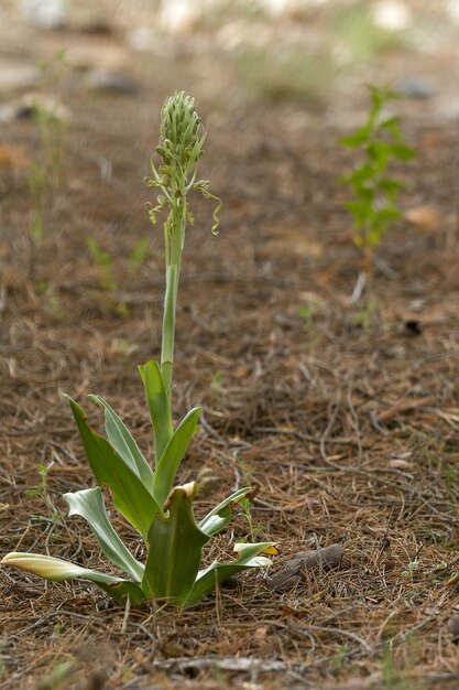 Himantoglossum Hircinum Popularnie Zwana Orchideą Jaszczurek