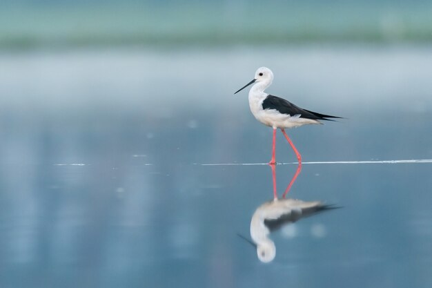 Himantopus Himantopus Czarnoskrzydły Stojący I żerujący W Wodzie W Pięknym Jeziorze