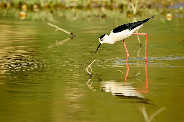 Himantopus Himantopus - Pospolity włóczęga, ptak caadriform z rodziny Recurvirostridae.