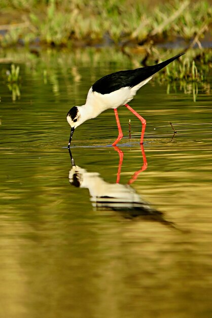 Himantopus Himantopus - Pospolity włóczęga, ptak caadriform z rodziny Recurvirostridae.