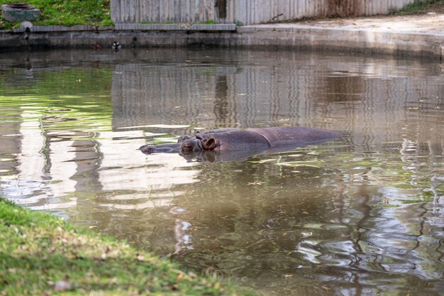 Hipopotam (hippopotamus Amphibius) Z Głową I Plecami Wynurzonymi Z Wody Podczas Pływania W Swoim Stawie
