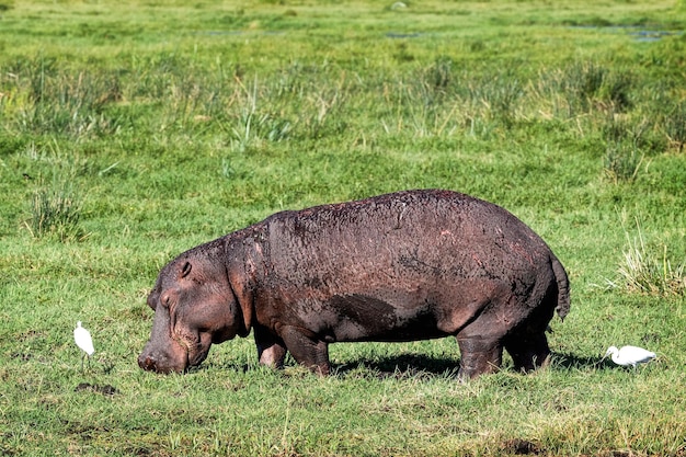 Hipopotam pasący się na trawie w Amboseli