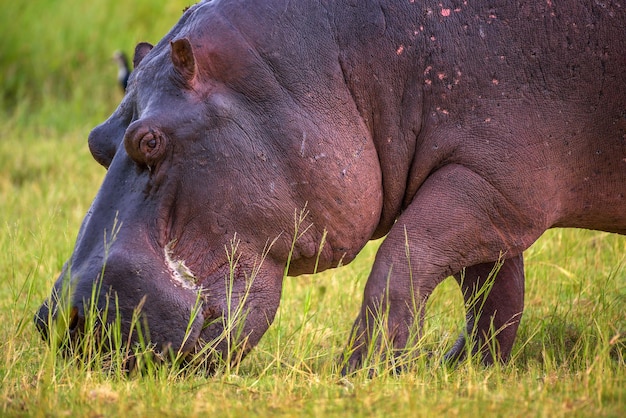 Hipopotam pasący się w parku narodowym chobe w Botswanie