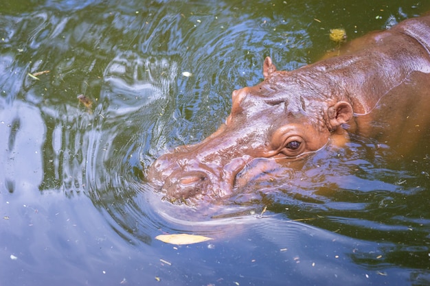 Zdjęcie hipopotam pływanie w wodzie
