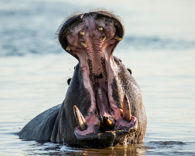 Hipopotam siedzi w wodzie, otwiera usta i ziewa